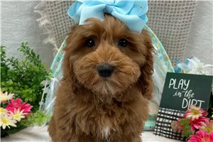 Taylor - puppy for sale
