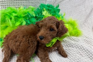 Cruz - puppy for sale