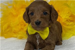 Shawn - Goldendoodle, Mini for sale