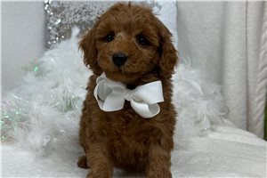 Hamish - Goldendoodle, Mini for sale