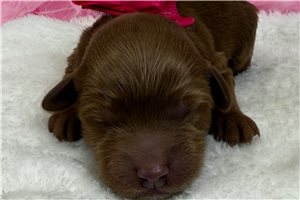 Sunny - Goldendoodle, Mini for sale