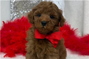Hamlet - Goldendoodle, Mini for sale