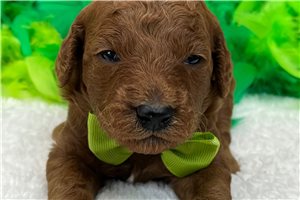 Ned - Goldendoodle, Mini for sale