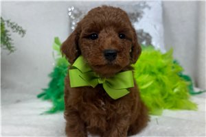 Happy - Goldendoodle, Mini for sale