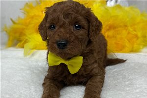 Hank - Mini Goldendoodle for sale
