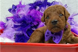 Callum - Mini Goldendoodle for sale