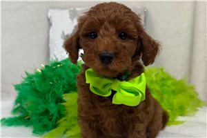 Happy - Goldendoodle, Mini for sale