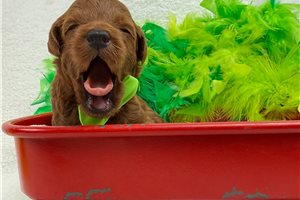 Cruz - Mini Goldendoodle for sale
