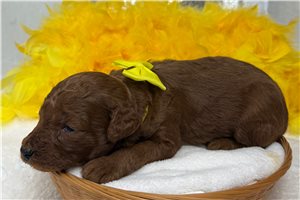 Hank - Goldendoodle, Mini for sale