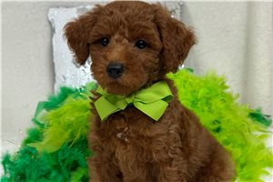 Happy - Goldendoodle, Mini for sale