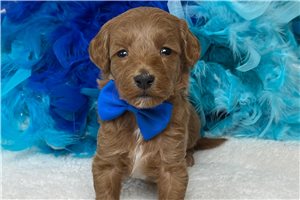 Hans - Goldendoodle, Mini for sale