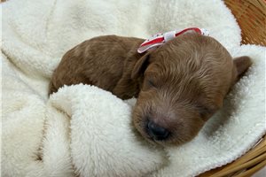 Cayden - puppy for sale