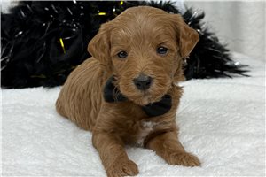 Hamilton - Goldendoodle, Mini for sale