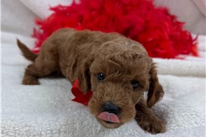 Cayden - Mini Goldendoodle for sale