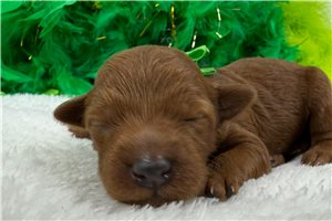 Cruz - Goldendoodle, Mini for sale