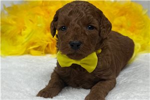 Hank - Goldendoodle, Mini for sale