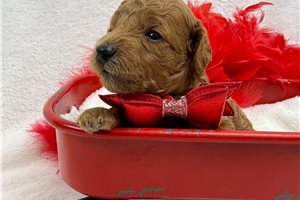 Cayden - Mini Goldendoodle for sale