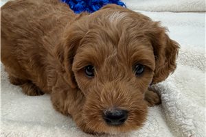 Colter - Mini Goldendoodle for sale