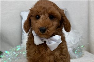 Hamish - Goldendoodle, Mini for sale