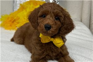 Harold - Goldendoodle, Mini for sale