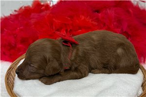Hamlet - Goldendoodle, Mini for sale