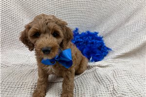 Colter - Mini Goldendoodle for sale
