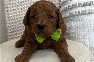 Ned - Goldendoodle, Mini for sale