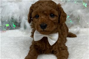 Hamish - Mini Goldendoodle for sale