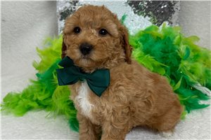 Tommy - Goldendoodle, Mini for sale
