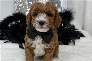 Jonas - Poodle, Miniature for sale