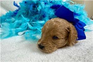 Roly - Poodle, Miniature for sale