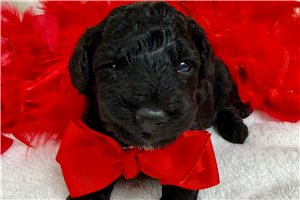 Rufus - Poodle, Miniature for sale