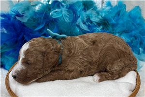 January - Poodle, Miniature for sale