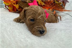 Electra - Poodle, Miniature for sale