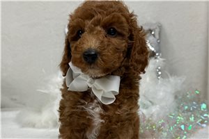 Joseph - Poodle, Miniature for sale