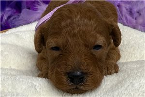 Sienna - puppy for sale