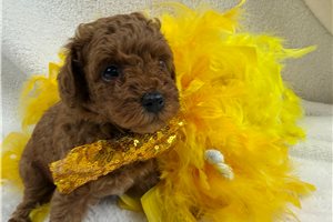 Fredrick - Miniature Poodle for sale