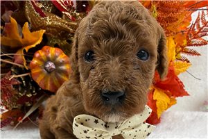 Denver - Poodle, Miniature for sale