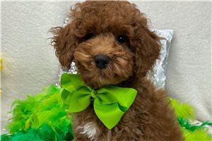 Harlow - Miniature Poodle for sale