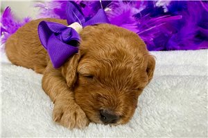 Sienna - Poodle, Miniature for sale