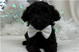 Pierre - Poodle, Miniature for sale