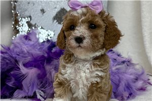 Patty - Poodle, Miniature for sale