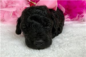 Rosa - Poodle, Miniature for sale