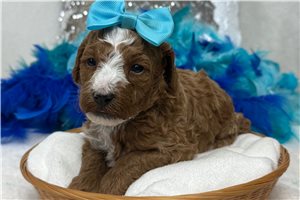 January - Poodle, Miniature for sale