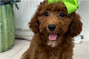 Minsa - Miniature Poodle for sale