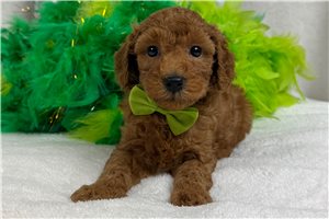 Scooby - Miniature Poodle for sale