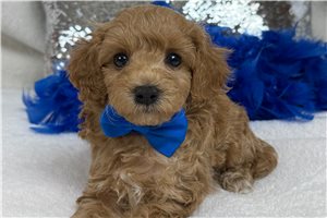 Roly - Poodle, Miniature for sale