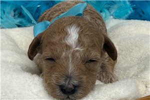 Zella - Miniature Poodle for sale