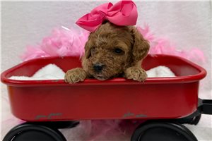 Electra - Miniature Poodle for sale