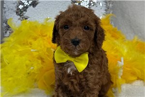 Tate - puppy for sale